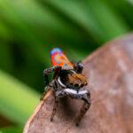 ARAÑAS » Tipos, Características, Peligros y Remedios Arañas de Colores. Foto por Envato.