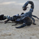 Escorpiones Negros. Foto por Envato.
