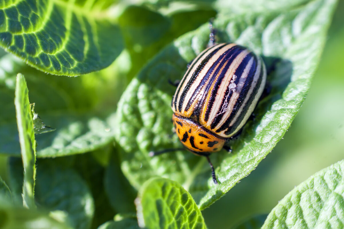 ESCARABAJO DE LA PATATA. Foto por Envato.