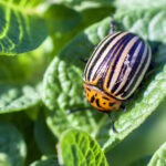 ESCARABAJOS » Tipos, Peligro Mordedura y Remedios ESCARABAJO DE LA PATATA. Foto por Envato.
