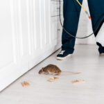 Eliminar las Ratas. Foto por Envato.