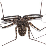 ESCORPIONES » Tipos, Formas de Eliminarlos y Peligros Escorpiones no venenosos. Foto por Envato.