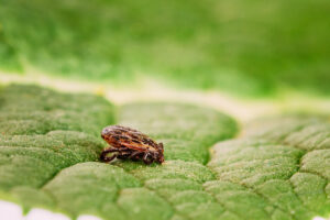 Garrapata Ninfa. Foto por Envato.