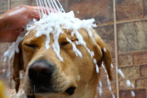 Enfermedades de las Garrapatas a los Perros. Foto por Envato.