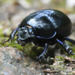 ESCARABAJOS » Tipos, Peligro Mordedura y Remedios ESCARABAJOS » Tipos, Peligro Mordedura y Remedios. Foto por Envato.