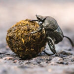 ESCARABAJOS » Tipos, Peligro Mordedura y Remedios Escarabajo Pelotero. Foto por Envato.