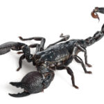 ESCORPIONES » Tipos, Formas de Eliminarlos y Peligros Escorpión Emperador. Foto por Envato.