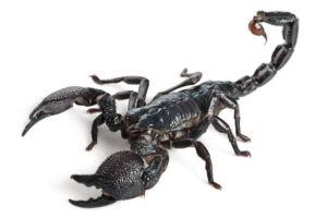 Escorpión Emperador. Foto por Envato.