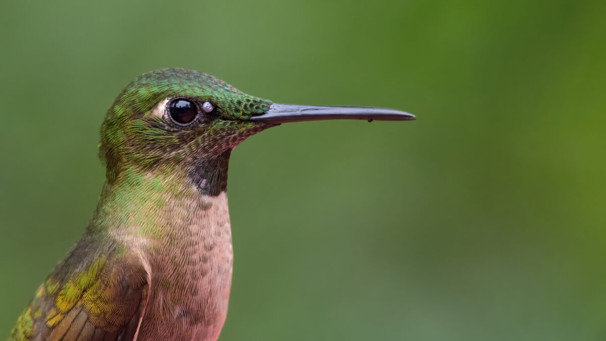 Animales que pueden tener Garrapatas. Foto por Envato.