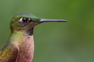 Animales que pueden tener Garrapatas. Foto por Envato.