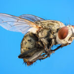 Moscas. Foto por Envato.