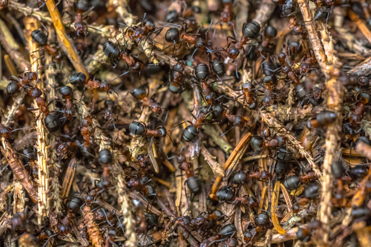 Tipos de Hormigas. Foto por Envato.