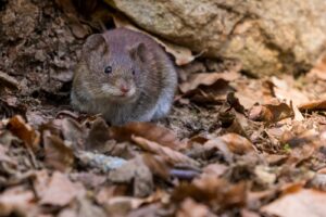 Rata Marrón. Photo by Zdeněk Macháček. Unsplash.