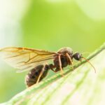 HORMIGAS » Tipos, Características, Cómo Eliminarlas y Remedios Hormiga con Alas. Foto por Envato.