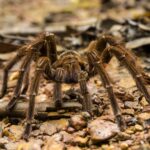 ARAÑAS » Tipos, Características, Peligros y Remedios Araña Goliat. Araña más grande del mundo. Foto por Envato.