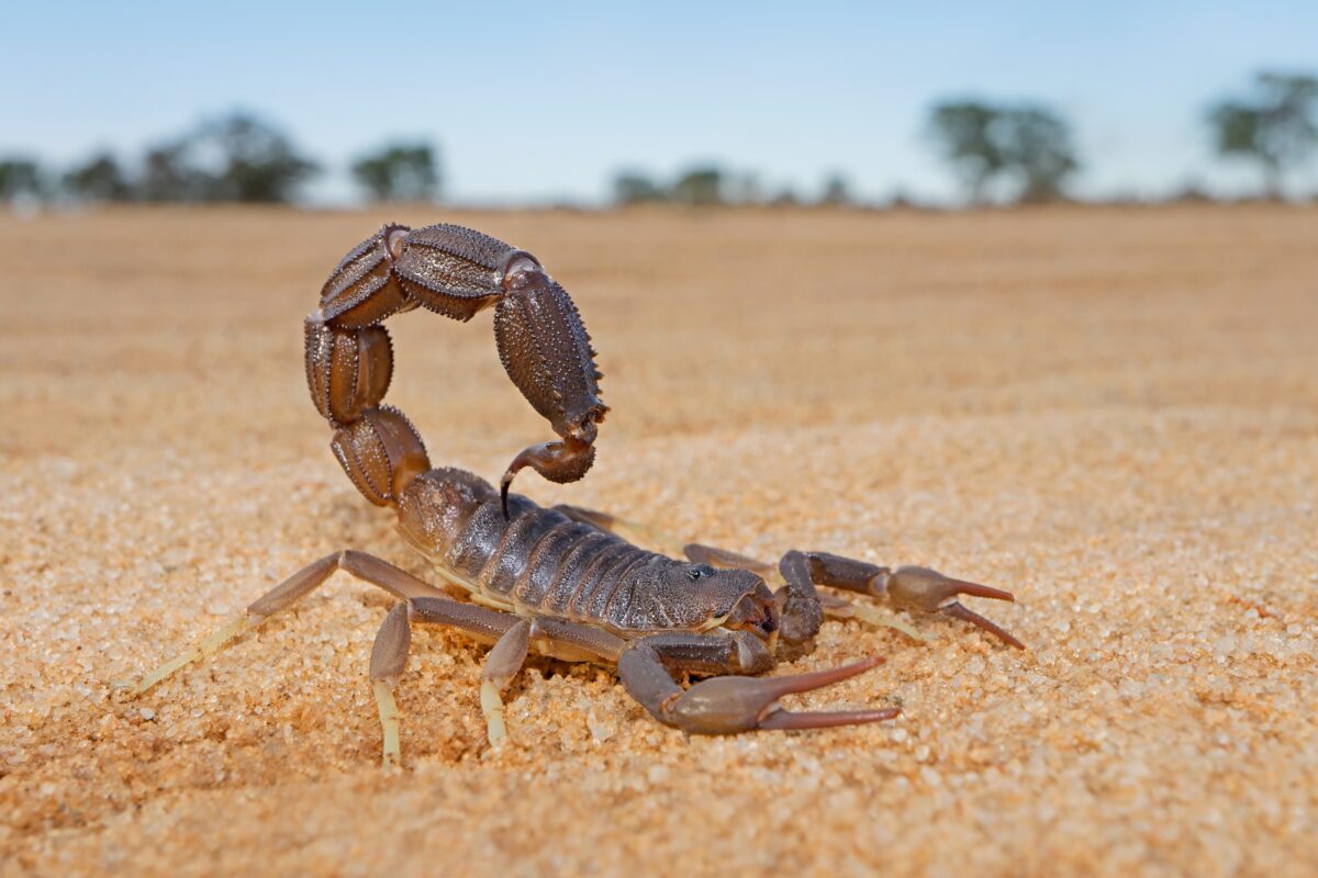 Granulated thick-tailed scorpion (Parabuthus granulatus), Kalahari desert, South Africa