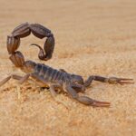 ESCORPIONES » Tipos, Formas de Eliminarlos y Peligros Escorpiones. Foto por Envato.