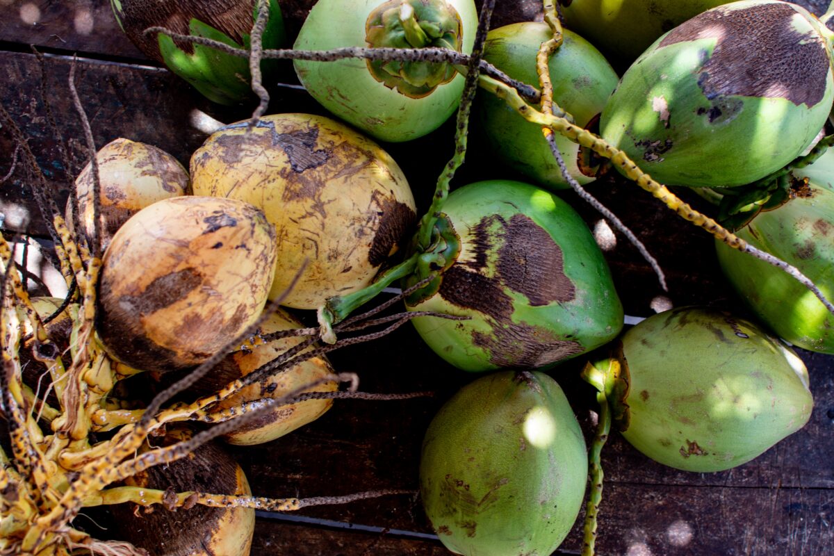 Variedades del coco. Foto por Envato.