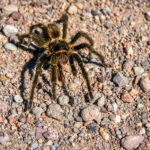 ARAÑAS » Tipos, Características, Peligros y Remedios Arañas Venenosas. Foto por Envato