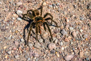 Arañas Venenosas. Foto por Envato