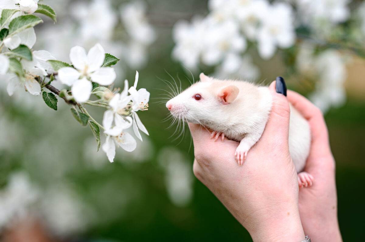 Ratas blancas. Foto por Envato.