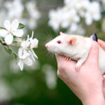 Ratas blancas. Foto por Envato.