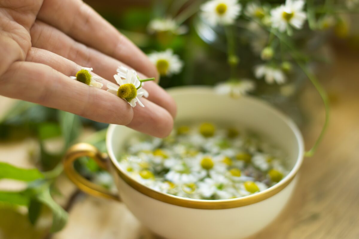 Homemade Chamomile tea with flowers healthy natural home remedy wellness and health photography