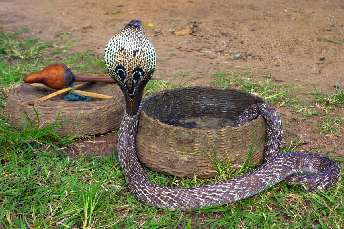 Indian cobra or Naja