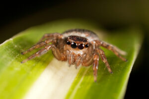Araña Saltarina. Foto por Envato.