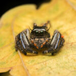 ARAÑAS » Tipos, Características, Peligros y Remedios Remedios caseros contra las arañas. Foto por Envato.