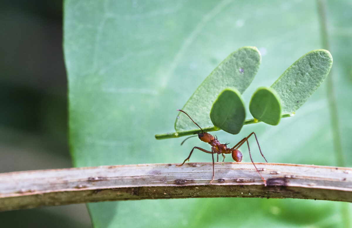 Hormiga cortadora de hojas. Foto por Envato.