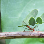 Hormiga cortadora de hojas. Foto por Envato.