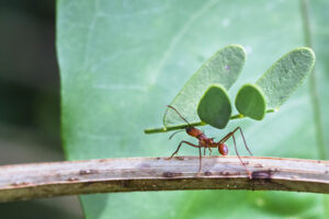 Hormiga cortadora de hojas. Foto por Envato.