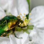 ESCARABAJOS » Tipos, Peligro Mordedura y Remedios Escarabajo verde. Foto por Envato.