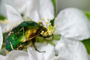 Escarabajo verde. Foto por Envato.