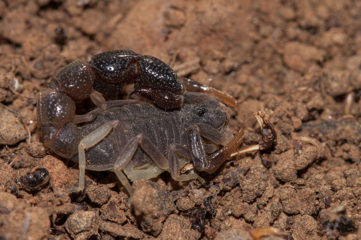 Veneno del Escorpión » Letalidad y Peligros del Aguijón. Foto por Envato.