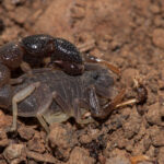 ESCORPIONES » Tipos, Formas de Eliminarlos y Peligros Veneno del Escorpión » Letalidad y Peligros del Aguijón. Foto por Envato.