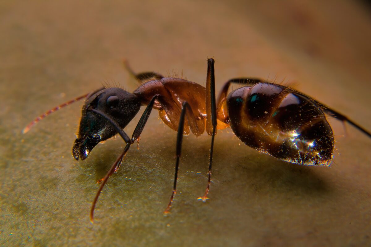 Picadura de Hormiga. Foto por Envato