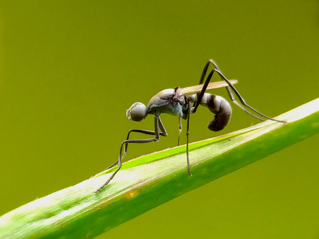 Hormiga Reina . Foto por Envato.