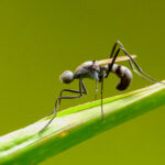 HORMIGAS » Tipos, Características, Cómo Eliminarlas y Remedios Hormiga Reina . Foto por Envato.