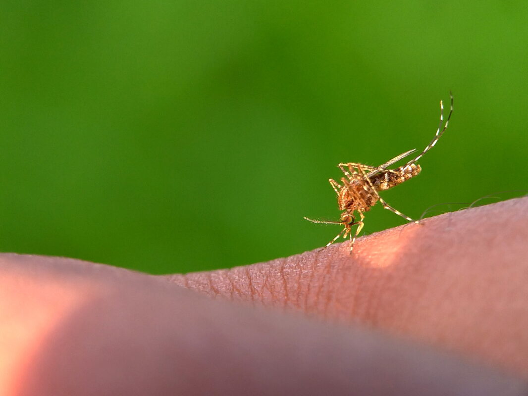 Mosquitos. Foto por Envato.