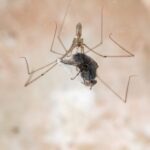 ARAÑAS » Tipos, Características, Peligros y Remedios Araña de patas largas. Foto por Envato.