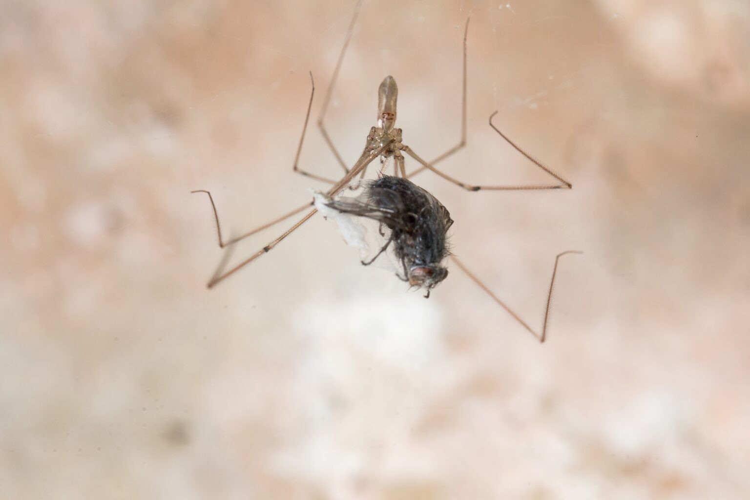 Araña De Patas Largas » Características Y Hábitat