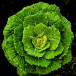 Kale. Foto por Waranont (Joe). Unsplash.