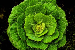 Kale. Foto por Waranont (Joe). Unsplash.