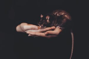 Rata Negra. Photo by freestocks. Unsplash.