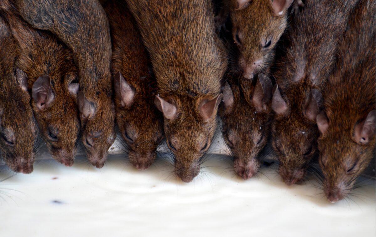 Enfermedades que causan las ratas. Foto por Envato.