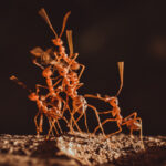 HORMIGAS » Tipos, Características, Cómo Eliminarlas y Remedios Hormiga Roja. Foto por Envato.