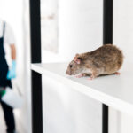 Eliminar Ratas. Foto por Envato.