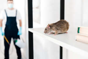 Eliminar Ratas. Foto por Envato.